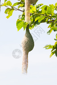 Baya 编织鸟巢鸟类织工丛林稻草翅膀房子织布工绿色森林动物图片