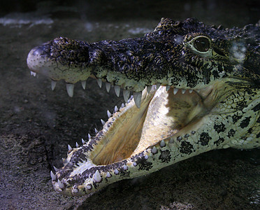 Crocodile 脸朝近生物动物园牙期侵略牙齿捕食者危险两栖动物热带宏观图片