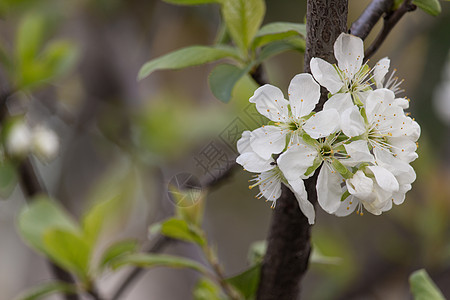 鲜花树植物学生长太阳水果天空果园花园叶子园艺花朵图片