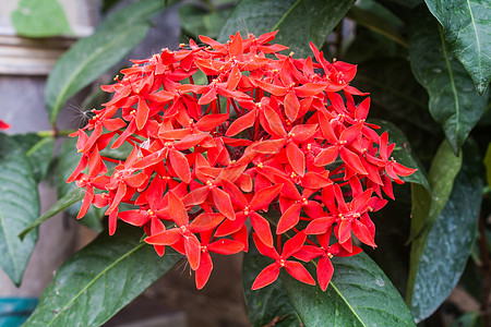 Ixora 鲜花花蜜栀子花杂交种花序仙丹花瓣灌木植物热带植物学图片