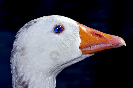 阿根廷鸭羽毛鸢尾花白色黑色绿色灰色瞳孔蓝色鼻子橙子图片