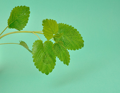 柠檬盐 梅莉萨绿色树叶香脂叶子香蜂草唇形植物唇形科花园图片