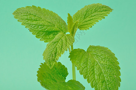 柠檬盐 梅莉萨树叶绿色叶子香脂香蜂草植物唇形花园唇形科图片