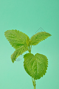 柠檬盐 梅莉萨花园树叶唇形科香脂绿色叶子香蜂草植物唇形图片