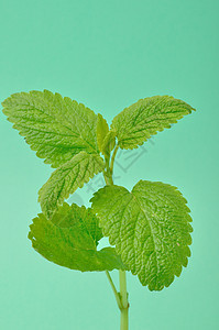 柠檬盐 梅莉萨花园树叶唇形科叶子绿色唇形香蜂草植物香脂图片