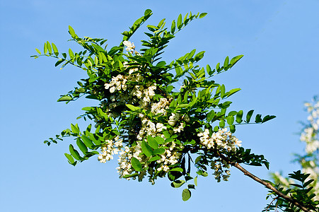 阿卡西亚花朵天空季节植物蓝色植物群药品叶子木头花园公园图片