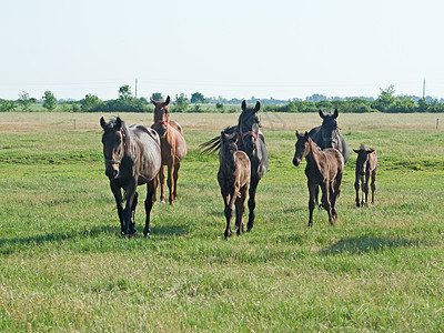 马匹鬃毛场地绿色农业动物农场棕色哺乳动物家畜乡村图片