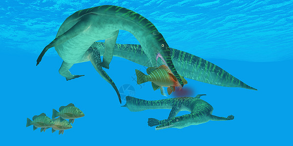 中龙海洋冷冻剂牙齿脊椎动物海洋生物食肉插图动物生活脚蹼蜥蜴怪物图片