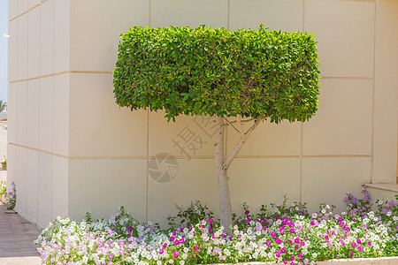 风景太阳花瓣夹竹桃皇家花朵树叶腰痛胡同草地图片