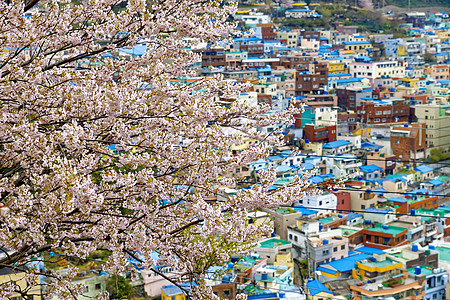 釜山甘川文化村的樱树金融目的地办公大楼旅游商业画廊樱花天际吸引力街道图片