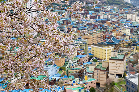 釜山甘川文化村的樱树场景金融景点景观全景樱花旅游游客地标村庄图片