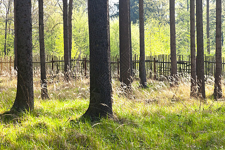 林中用木栅栏砍森林树木受保护风景生态衰退植被橡木公园沼泽地林地图片