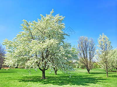 春花中美丽的盛开的树图片