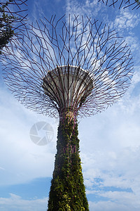 新加坡湾边的花园气候热带旅游公园码头森林景点城市树木场景图片