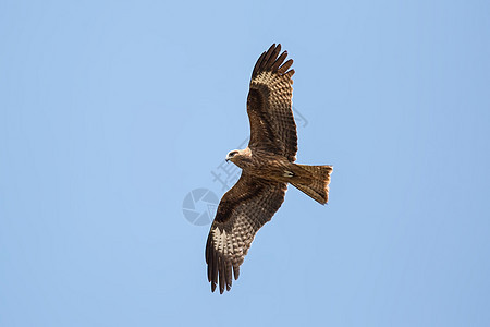 黑Kite飞行翅膀羽毛食肉天空黑色风筝动物荒野野生动物图片
