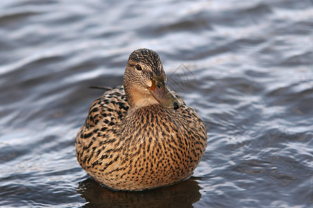 鸭子在水面上羽毛野鸭羽化翼子动物翅膀眼睛形目荒野图片