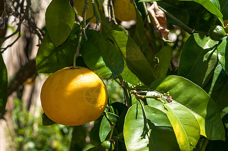 树上有葡萄精柚子生长绿色农业农场叶子植物环境水果生物学图片