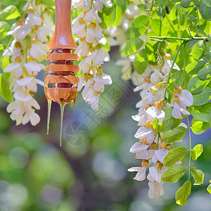 蜂蜜滴水和阿卡西亚花图片