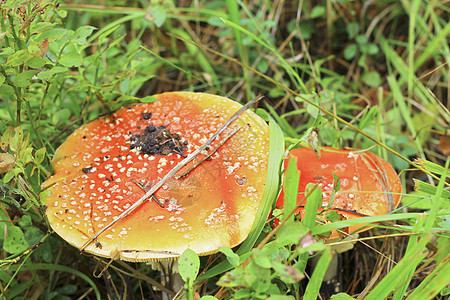 秋林种植的红拖鞋蘑菇季节药品食物地面草地木头森林生物公园日光图片