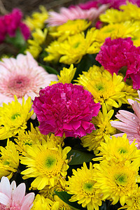 混合花花植物植物群花园季节黄色花朵粉色紫色红色图片