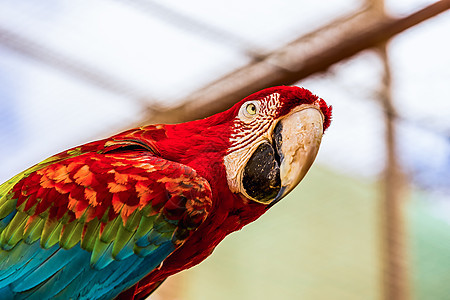 红马aw或阿拉鹦鹉鹦鹉结热带生活红色动物园宠物羽毛野生动物荒野动物图片