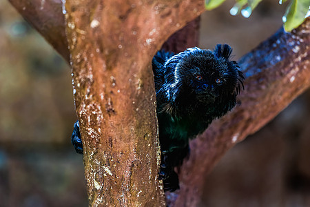 树上黑猴子生活猿猴猕猴野生动物黑色哺乳动物灵长类黑猩猩荒野动物园图片