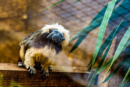 猴子棉棉顶塔马林灵长类棉上衣荒野木板狨猴黑猩猩木头猿猴猕猴野生动物图片