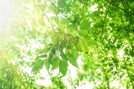 绿叶背景背景叶子树木艺术文化花园阳光风景树林植物生长图片