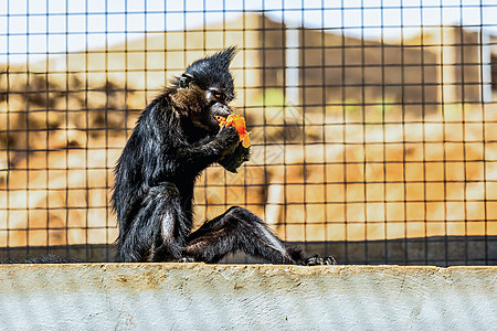 黑猴子红色猿猴生活狨猴橙子荒野哺乳动物黑猩猩灵长类石头图片