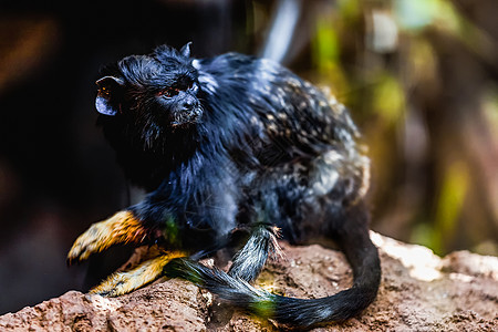 黑猴子塔马林生活黑色动物园荒野红色狨猴野生动物黑猩猩灵长类猿猴图片