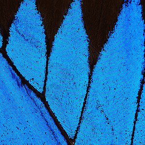 蓝蝴蝶翅膀君主热带野生动物宏观昆虫动物生物学蓝色漏洞图片