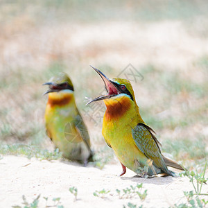 蓝尾蜂食蜜蜂者热带尾巴阳光蜜蜂蜂鸟翅膀荒野野生动物动物公园图片