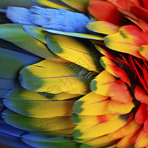 羽毛彩虹野生动物蓝色动物荒野红色黄色异国绿色情调图片