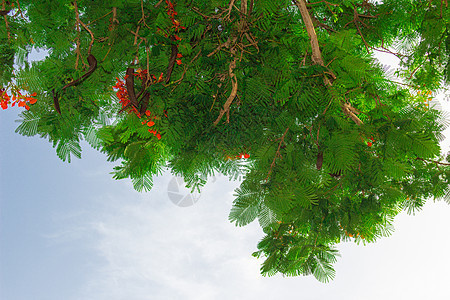 埃及 外来花花和植物绿色天空红色植物群旅行黄色橙子旅游花瓣花园图片