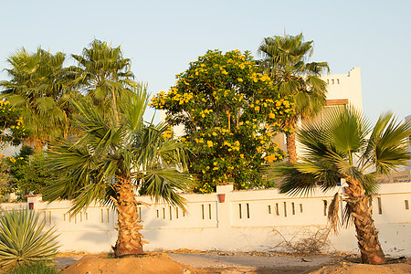 埃及 外来花花和植物粉色棕榈植物群旅行红色宏观花瓣花园旅游橙子图片