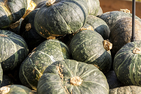秋天的南瓜绿青Gr农场植物生产黄瓜熟食壁球农民感恩食物季节图片