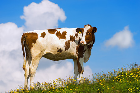山上羊肉 夏季草地家畜蓝色草本植物农场农业天空牛奶动物奶牛奶制品图片