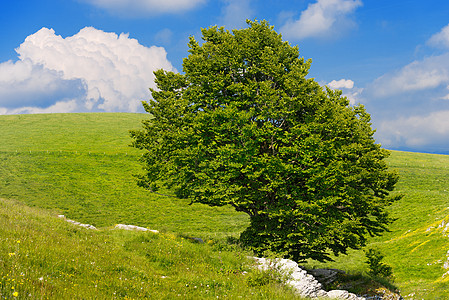 意大利草地自然公园石头岩石植物学孤独蓝色植物牧场季节图片