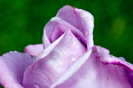 湿紫玫瑰植物学下雨生活玫瑰花园水分花瓣婚礼花粉紫色图片
