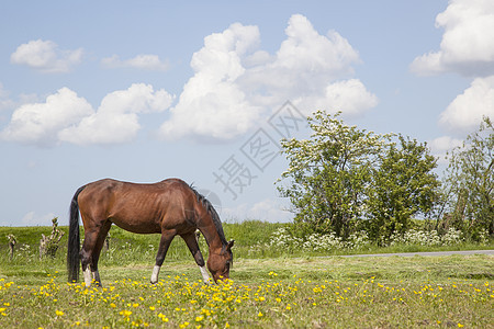棕色马匹在草地上吃草 满满黄花朵图片