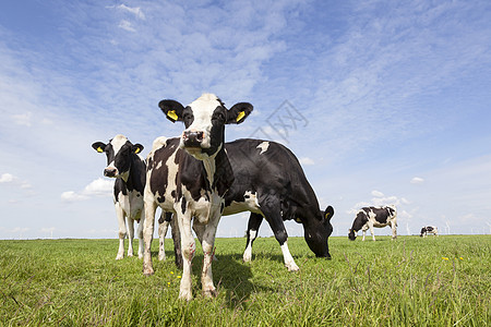白牛和白牛 在黄蓝的山地的草原上天空草地牛奶奶制品动物奶牛场地土地农田国家图片