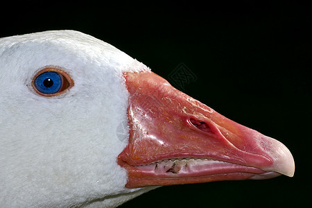 布埃诺斯空气中的蓝眼鸭白色蓝色鸢尾花灰色鼻子羽毛绿色瞳孔橙子黄色图片