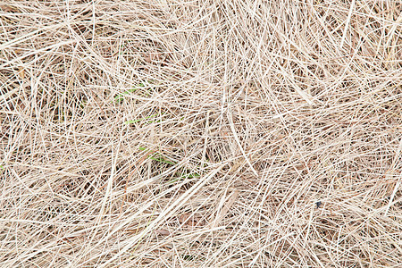 干草稻草墙纸自然黄色地面草地场地棕色绿色叶子图片