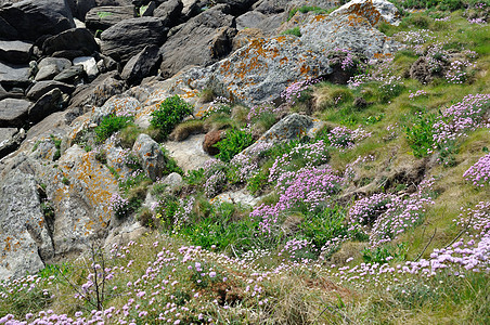 在沙丘上生长的海平面粉红海植物海事粉色海岸线海洋海岸花朵悬崖岩石图片
