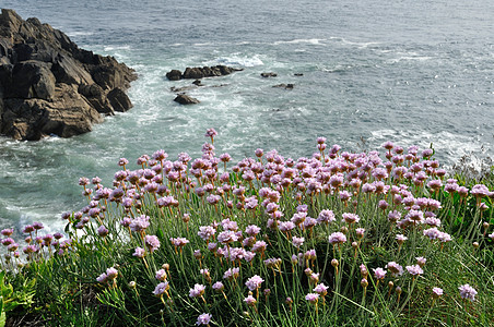 在沙丘上生长的海平面粉红海海事花朵海洋悬崖岩石海岸粉色植物海岸线图片