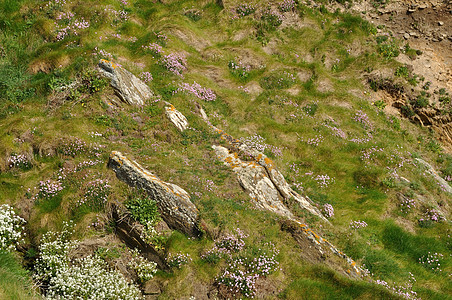 在悬崖上生长的青草和花朵海事海岸海洋植物海岸线岩石图片