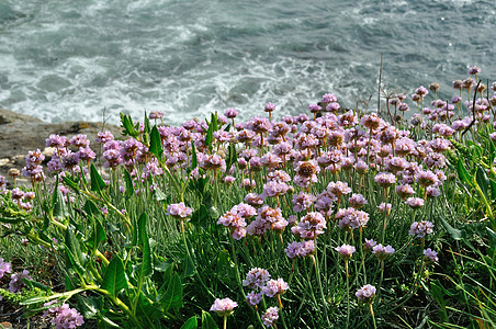 在沙丘上生长的海平面粉红海海事悬崖粉色海岸海岸线植物花朵岩石海洋图片