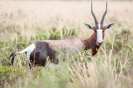 Bontebok 邦特博多云食草动物野生动物喇叭哺乳动物自然保护区羚羊动物群图片