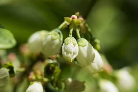 北高草蓝莓白花和鲜花植物白色衬套浆果农场蓝色灌木宏观场地树叶图片