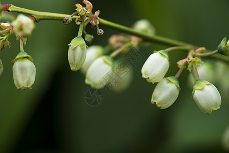 北高草蓝莓白花和鲜花食物蓝色树叶水果衬套浆果花园养分宏观白色图片